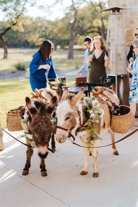 Cute Wedding Donkeys Serving Beer from Their Saddles | Horse wedding