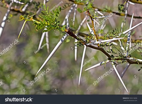 Acacia Tree Thorns