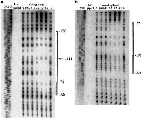 Dnase I Footprint Of Ler Protein On The Upstream Lee Regulatory