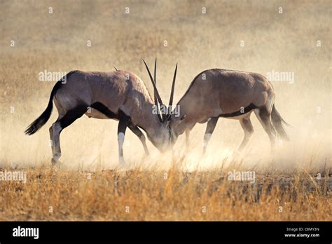 Two Male Gemsbok Antelopes Oryx Gazella Fighting For Territory