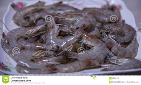 Litopenaeus Vannamei Pacific White Shrimp Royalty Free Stock Image