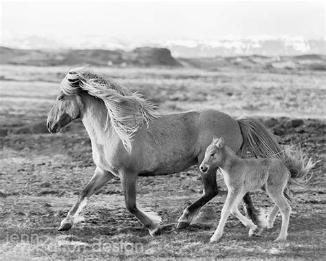 Wild Horses, Black and White Horse Photography, Mama and Baby Horse ...