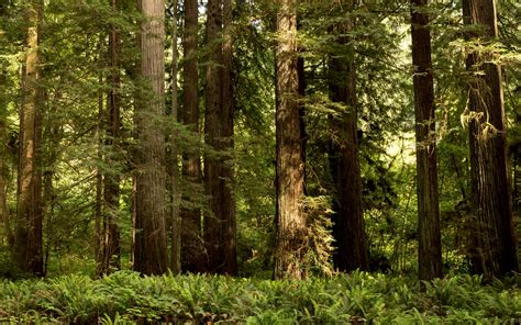 California Redwoods Wallpapers Top Free California Redwoods