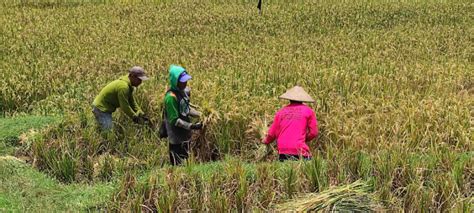 Holding Danareksa Bantu Tingkatkan Kesejahteraan Petani Sragen Wahana