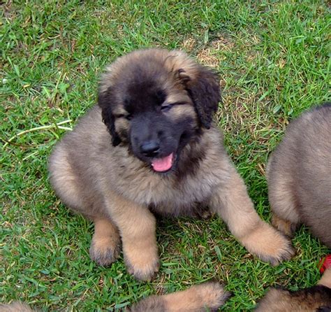 5 Hottest Facts About Giant Leonberger Dog The New Lion”