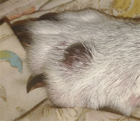 What Is This Black Growth on My Dog's Paw? What to Do - PetHelpful