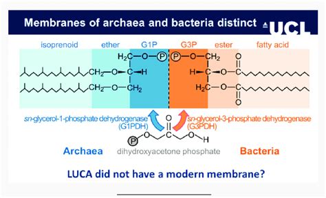 Bacterial And Archaeal Membranes Download Scientific Diagram