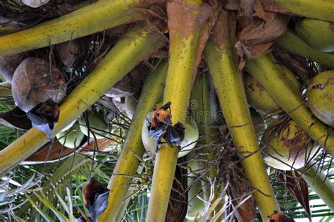 Fruit Bats Hanging from a Palm Tree. Stock Image - Image of pulau ...