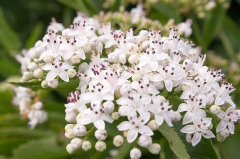 Elderberry Flower » Top Facts & Tips