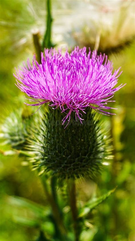 Burdock Flower Arctium Landscape Stock Photo - Image of spring, closeup ...