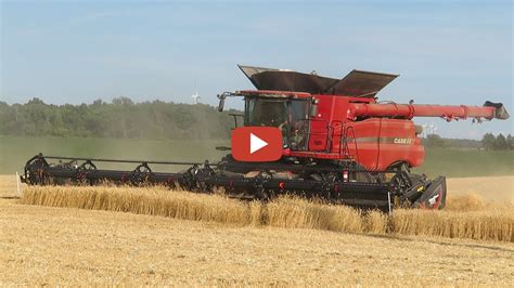 Wheat Harvest With Case Ih Combines Harvesting Wheat In