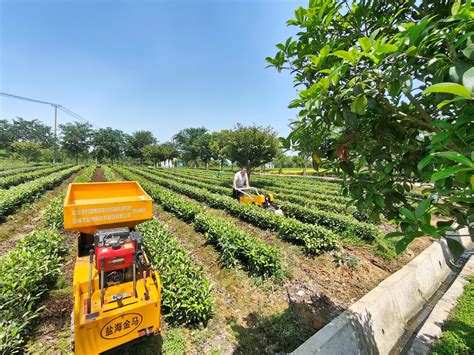 我所召开茶园采后机械化管护技术装备示范推广现场会