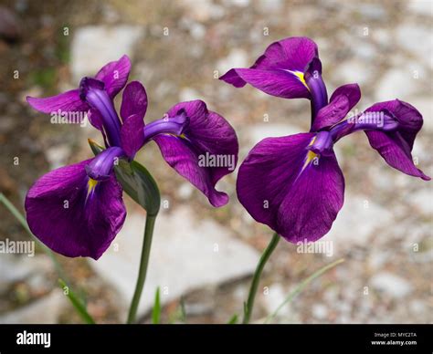 Red Purple Early Summer Flowers Of The Hardy Japanese Iris Iris Ensata