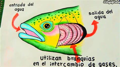 Respiración De Los Peces Dibujoycolor Youtube