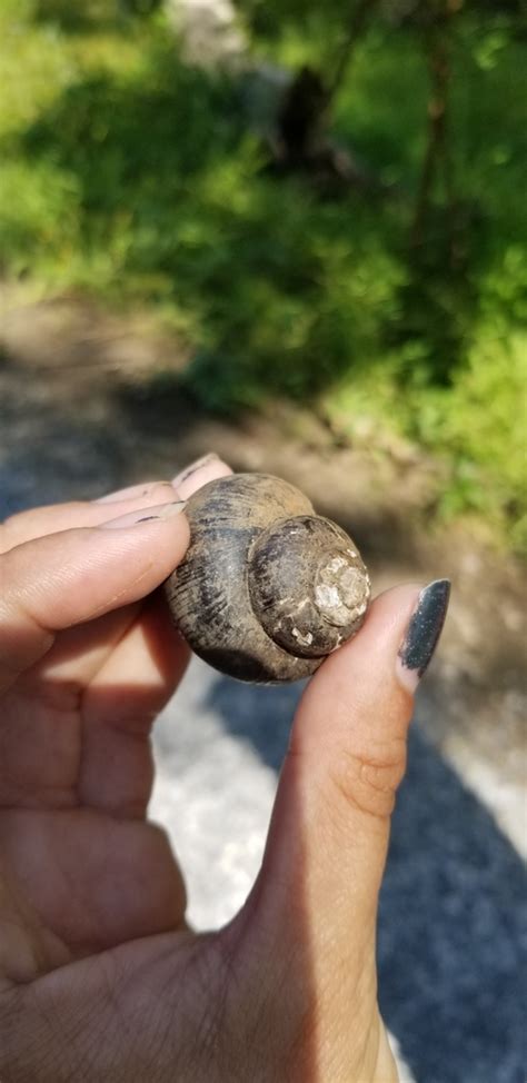 Banded Mystery Snail From La Usa On October At Pm By