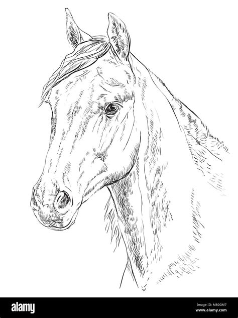 Arabian Horse Head Drawing