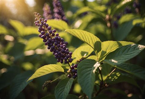 How To Grow American Beautyberry A Confident And Knowledgeable Guide