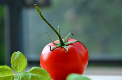 Gambar Gratis Makanan Buah Sayuran Daun Tomat Nutrisi Taman Lezat