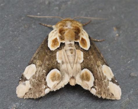 Peach Blossom Somerset Moths