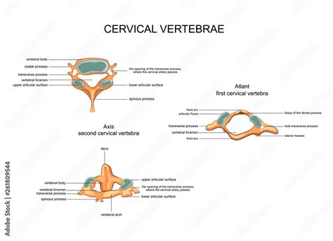 anatomy of cervical vertebrae Stock Vector | Adobe Stock