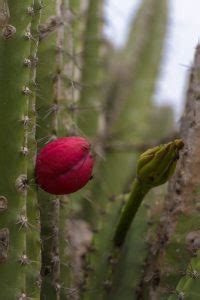 Caatinga Em Imagens Deslumbrantes O Bioma Mais Desconhecido Do Pa S