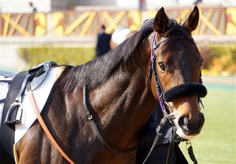 2月12日東京競馬☆7r☆3歳1勝クラス★芝1400★トータルリコール★パドック 公式：黒澤ひかりのキラキラ日記～magic Kiss Lovers Only～