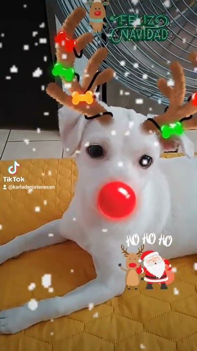 🦌🎅🏼🌲 Sígueme En Tiktok 🤪👉karladenistenesan ️ Youtube