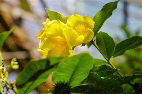 Flowers Of Allamanda Schottii Also Known As Bush Allamanda Stock Photo