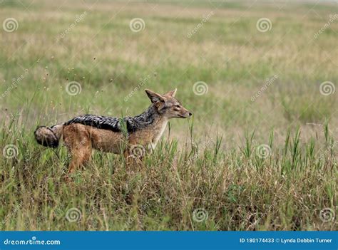 Sciacallo Nel Parco Nazionale Del Serengeti Immagine Stock Immagine