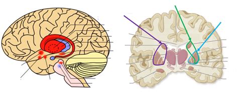 Bios Basal Nuclei Ganglia Diagram Quizlet