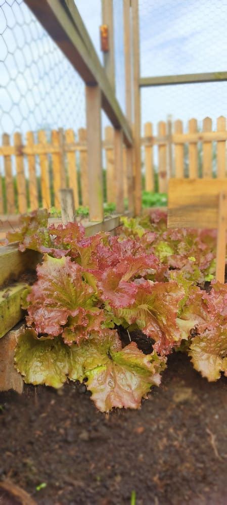 Plantula Lechuga Morada Fertil Huertas Agritultura Org Nica