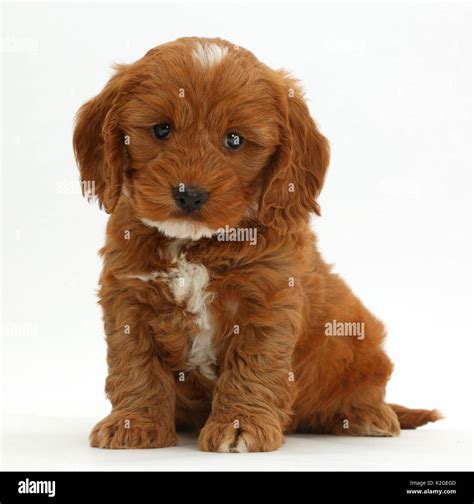 Poodle cross cocker spaniel hi-res stock photography and images - Alamy