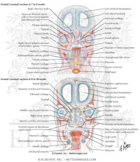 Developmental Coronal Sections