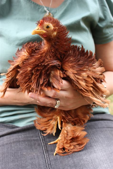 Murray Mcmurray Hatchery Red Frizzle Cochin Bantams