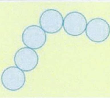 Types de bactéries Flashcards | Quizlet 