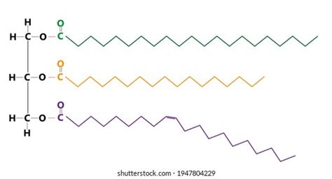 Triglyceride Structure Diagram