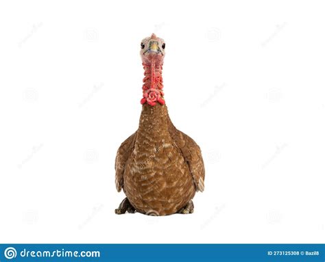 Turkey Sitting Isolated On White Stock Photo Image Of Gobbler