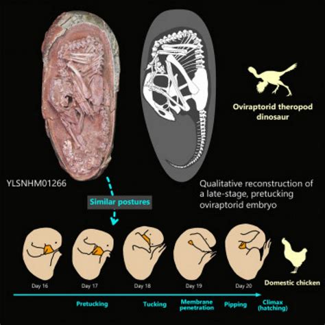 Exquisitely preserved 72-million-year-old Dinosaur Embryo discovered ...