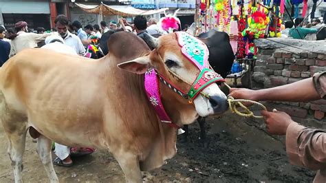 Lakh Ka Waira Bakra Mandi Bakra Mandi Pakistan And Cow Mandi