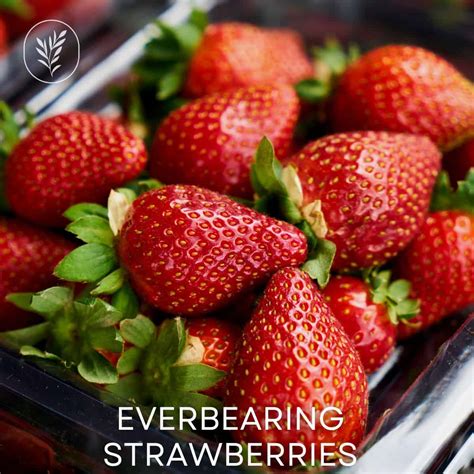 Everbearing strawberries 🍓 🔄 Grow a continuous harvest of backyard fruit