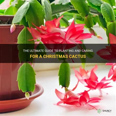 The Ultimate Guide To Planting And Caring For A Christmas Cactus Shuncy