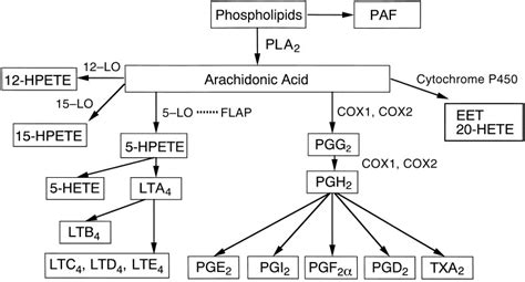 Metabolic Pathways Of Arachidonic Acid Lo Lipoxygenase Cox