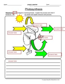 Photosynthesis Anchor Chart By Mrs Zs Busy Bees Tpt Images