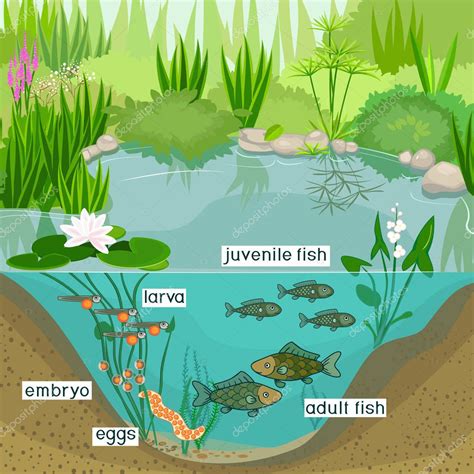 Pond Ecosystem Life Cycle Fish Sequence Stages Development Fish Egg ...