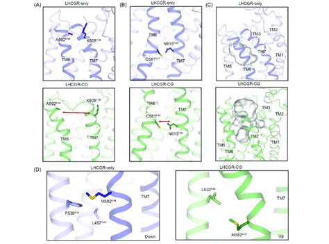 Different Conformations Of Tmd In Simulations A B Representative