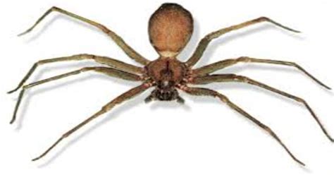 Interesting facts about Brown recluse Spider Habitat: - Spiders Perfect ...