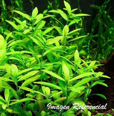 Planta Acuática Acuario Pecera Hygrophila Polysperma 10 Unid Cuotas