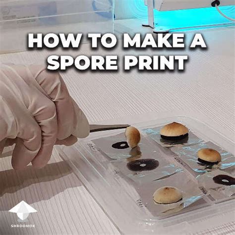 How to make magic mushrooms spore prints