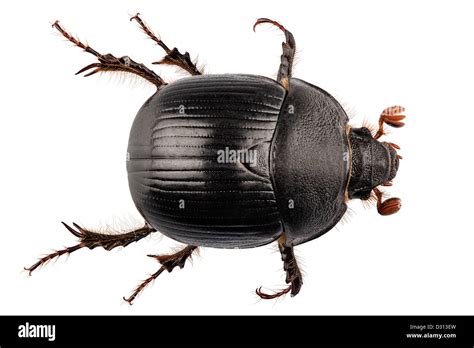 Earth Boring Dung Beetle Species Geotrupes Stercorarius Stock Photo Alamy