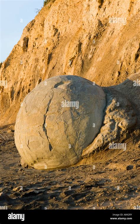 A New Moeraki Boulder Emerges From The Mudstone Cliffs At Moeraki Beach